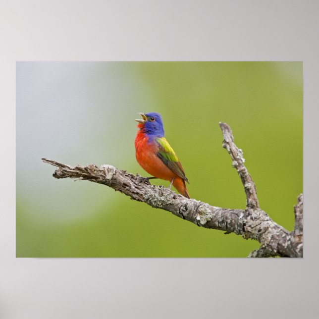 Målade fältsparv (Passerina ciris) hane sjunger Poster (Framsidan)