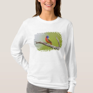 Målade fältsparv (Passerina ciris) hane sjunger T-shirt