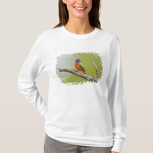 Målade fältsparv (Passerina ciris) hane sjunger T-shirt (Framsida)