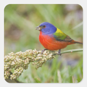 Målade fältsparv (Passerina ciris) hane som äter Fyrkantigt Klistermärke