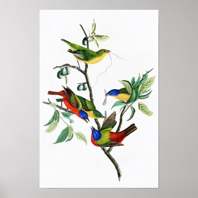 Målade Finch John James Audubon Birds of America Poster (Framsidan)