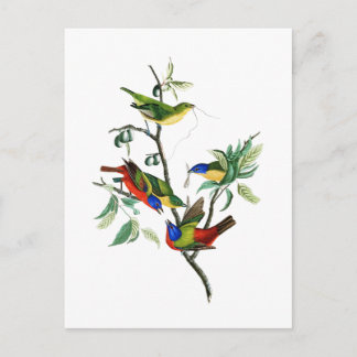 Målade Finch John James Audubon Birds of America Vykort