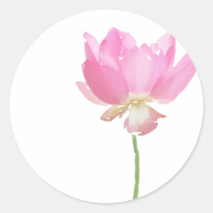 Målade rosa lotus-klistermärken runt klistermärke