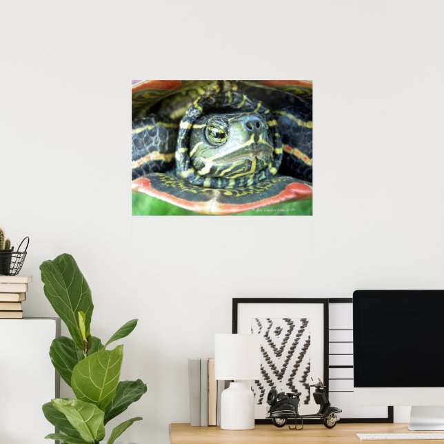 Målade Sköldpaddan (Chrysemys picta) 2 Poster (Hemmakontoret)