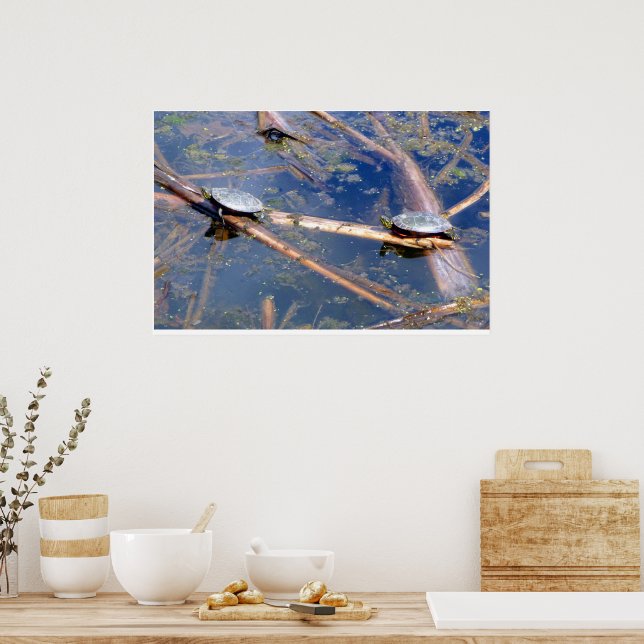 Målade Sköldpaddor (Chrysemys picta) Poster (Kök)
