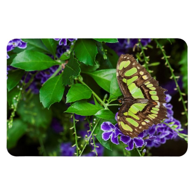 Malakitfjäril på lila blomma magnet (Horisontell)