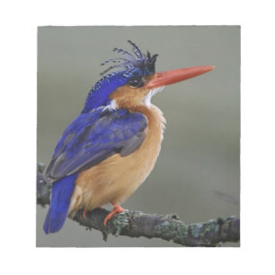 Malakitkungsfiskare, Alcedo cristata, Sjön Anteckningsblock