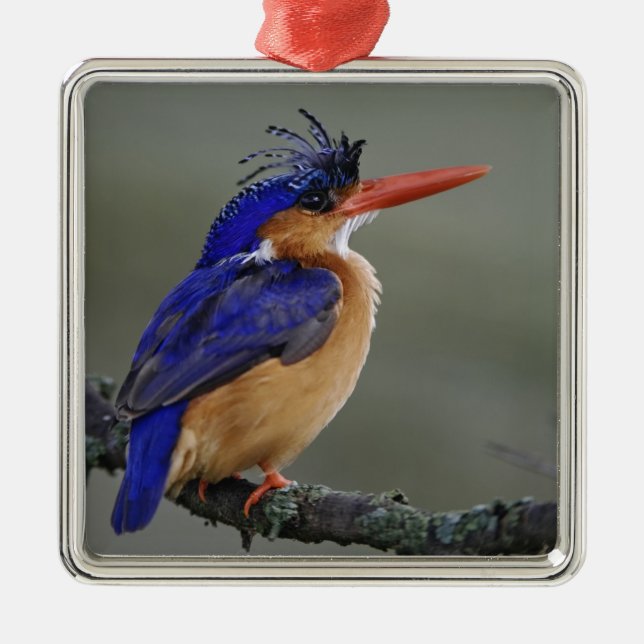 Malakitkungsfiskare, Alcedo cristata, Sjön Julgransprydnad Metall (Framsidan)
