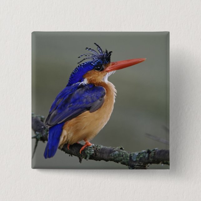 Malakitkungsfiskare, Alcedo cristata, Sjön Knapp (Framsida)