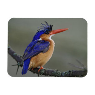 Malakitkungsfiskare, Alcedo cristata, Sjön Magnet