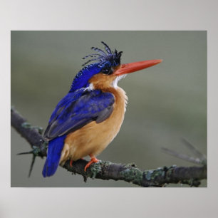 Malakitkungsfiskare, Alcedo cristata, Sjön Poster