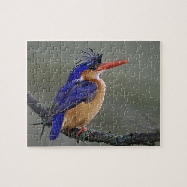 Malakitkungsfiskare, Alcedo cristata, Sjön Pussel (Horisontell)
