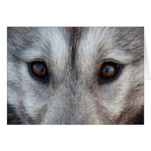 Malakkort för Siberian husky/Alaska Hälsningskort