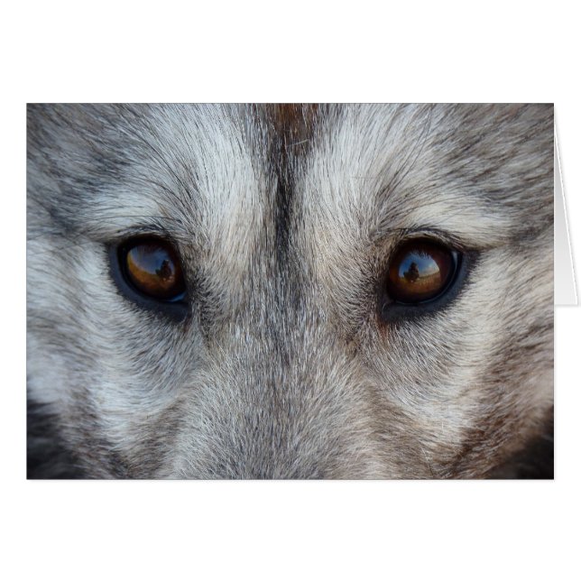 Malakkort för Siberian husky/Alaska Hälsningskort (Framsidan Horizontal)