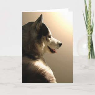 Malakkort för Siberian husky/Alaska Kort