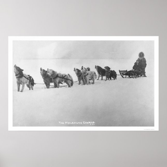 Malamute Chorus Alaska 1920 Poster (Framsidan)