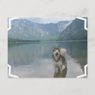 Malamute Hund-vykort Vykort