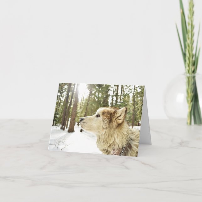 Malamute i snöig skog helgkort (Framsida)