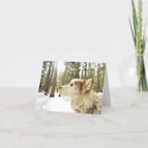 Malamute i snöig skog