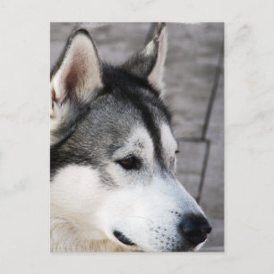 Malamute Photo Postcard Vykort