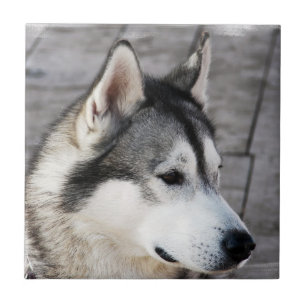Malamutefotoet belägger med tegel kakelplatta