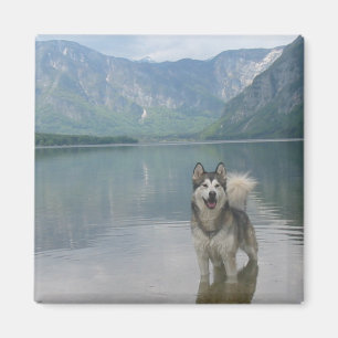Malamutehunden kvadrerar magneten magnet