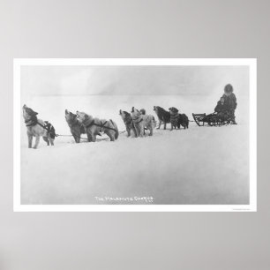 Malamutekör Alaska 1920 Poster