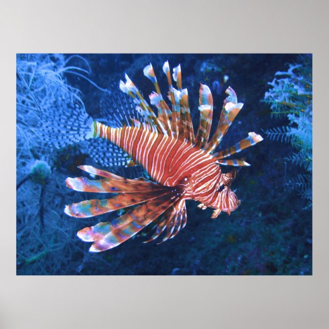 Malapascua Lionfish Poster (Framsidan)