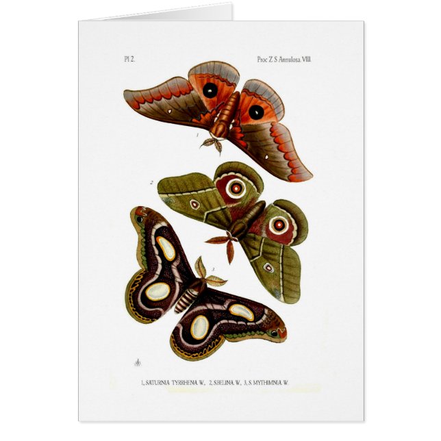 Malar Hälsningskort (Framsidan)