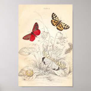 Malar och fjärilar poster