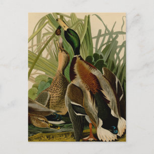 Målarbild på gräsand av Audubon Vykort
