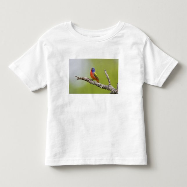 Målardiktardrossling (Passerina ciris) hane sjunge Tee Shirt (Framsida)