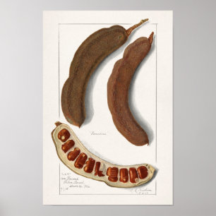 Målarfärg för tamarind (Tamarindus Indica) Poster