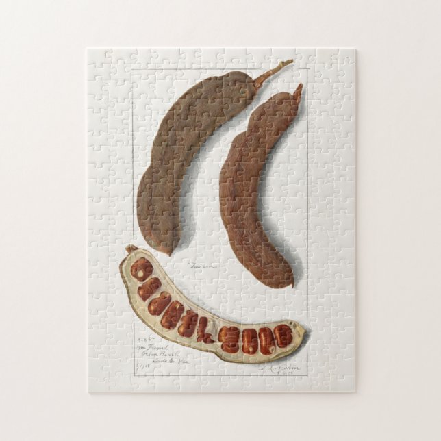 Målarfärg för tamarind (Tamarindus Indica) Pussel (Vertikal)