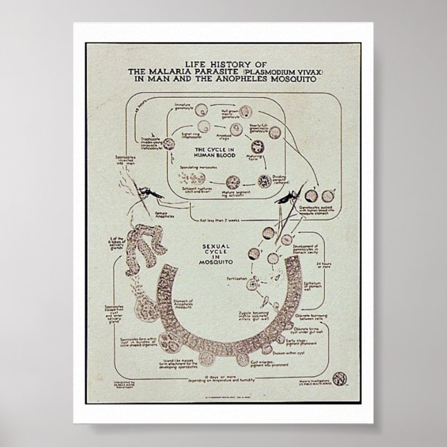 Malaria Parasite Plasmodiume V Poster (Framsidan)