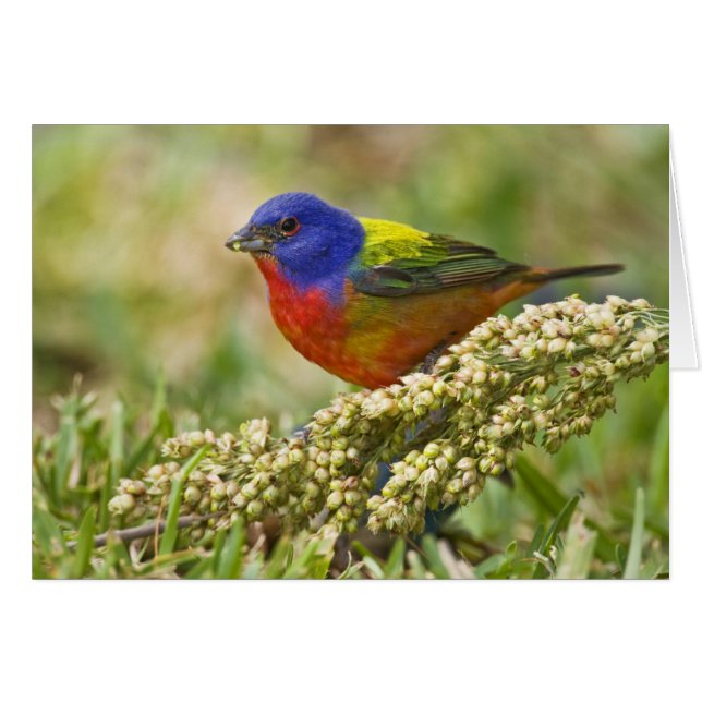 Målartangara Hälsningskort (Framsidan Horizontal)