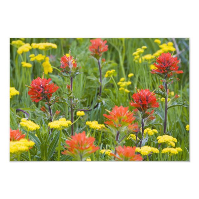 Målartistel och biscuitrot vilda blommor fototryck (Framsidan)