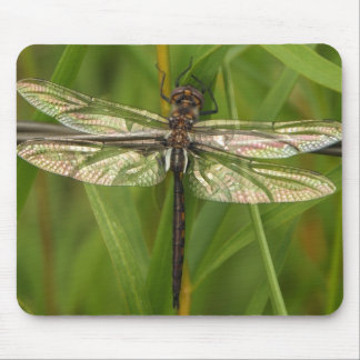 Målat glass påskyndar sländan Mousepad Musmatta