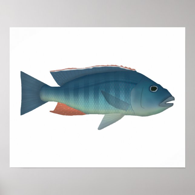 Malawi Hawk Poster (Framsidan)