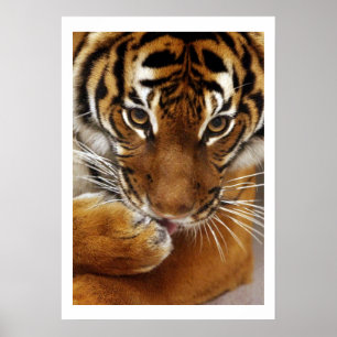 Malayan affisch för tiger #1