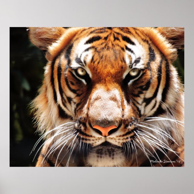 Malayan Kung Poster (Framsidan)