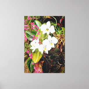 Malayan Moth Orchid och American Kliber Canvastryck