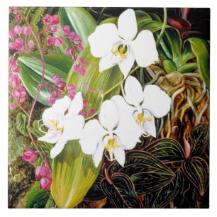 Malayan Moth Orchid och American Kliber Cerami Kakelplatta