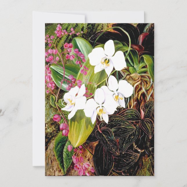 Malayan Moth Orchid och American Kliber Kort (Framsida)