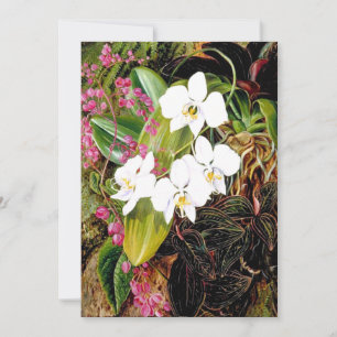 Malayan Moth Orchid och American Kliber Kort