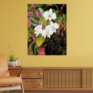 Malayan Moth Orchid och American Kliber Poster