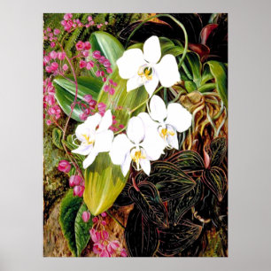 Malayan Moth Orchid och American Kliber Poster