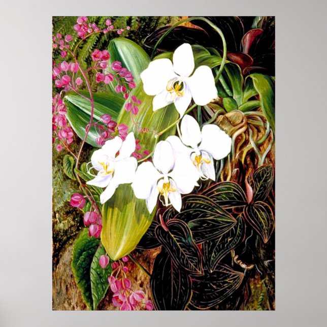 Malayan Moth Orchid och American Kliber Poster (Framsidan)