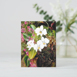 Malayan Moth Orchid och American Kliber Vykort