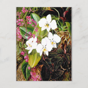 Malayan Moth Orchid och American Kliber Vykort